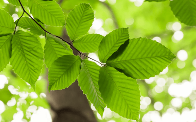 leaves